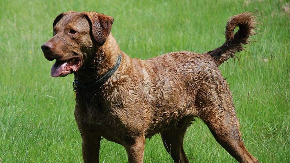 Chesapeake Bay Retriever in a grass field with mouth open