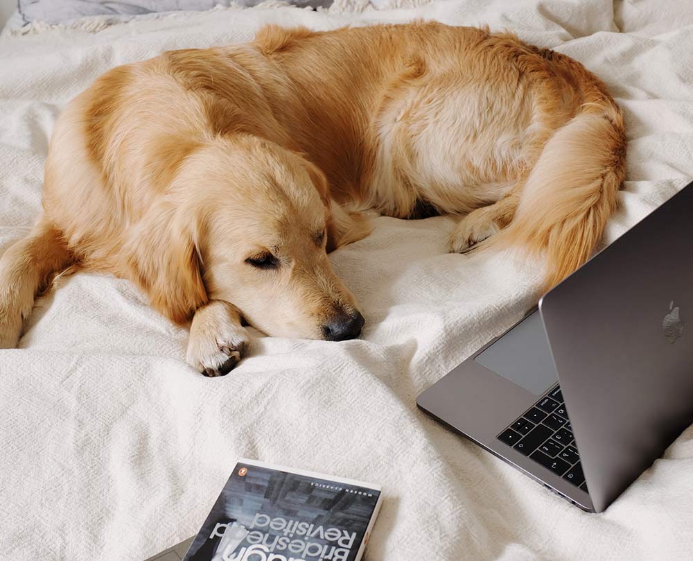 adult golden retrier falls asleep in front of laptop