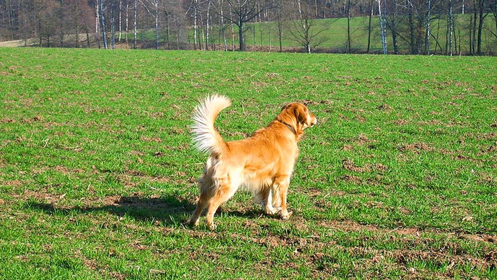 adult golden retriever barking in a field