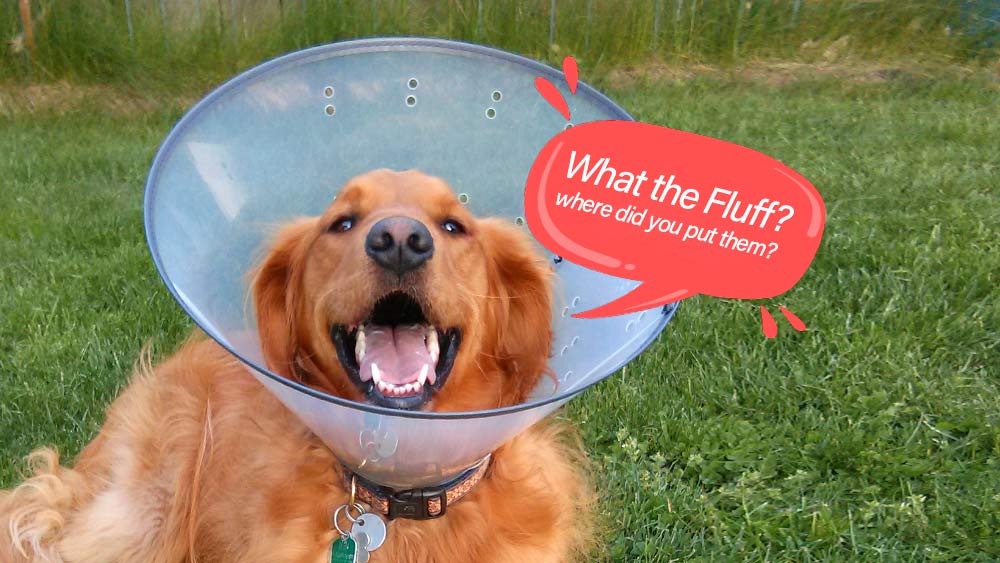 adult golden retriever just neutered in neck cone smiling