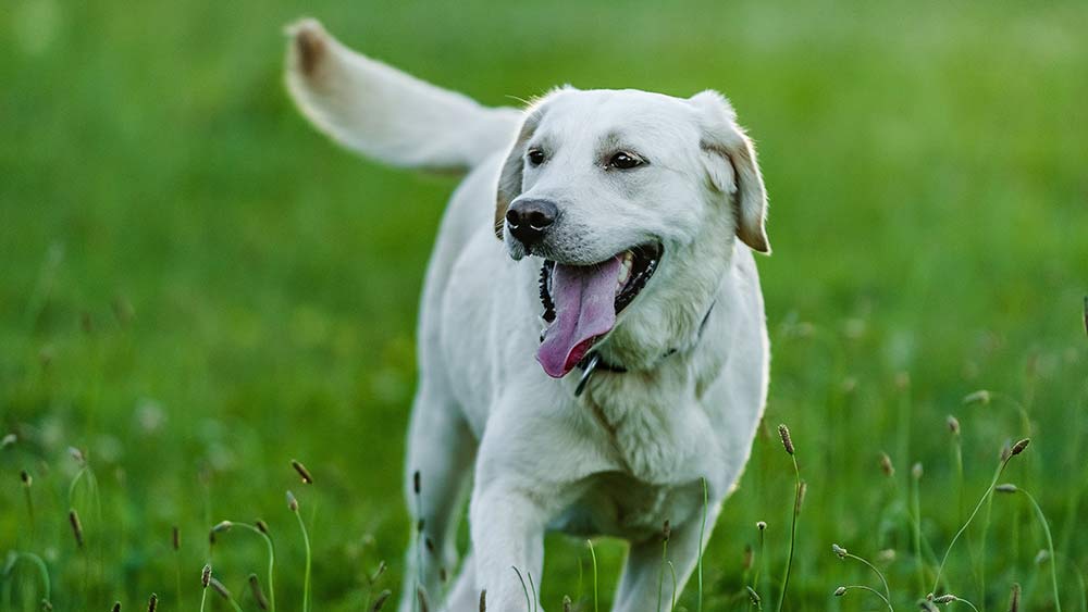 adult labrador retriever smiling and running in a field of grass