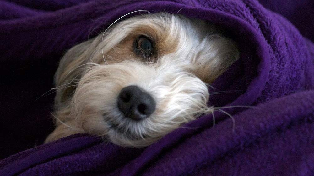 dog in purple blanket