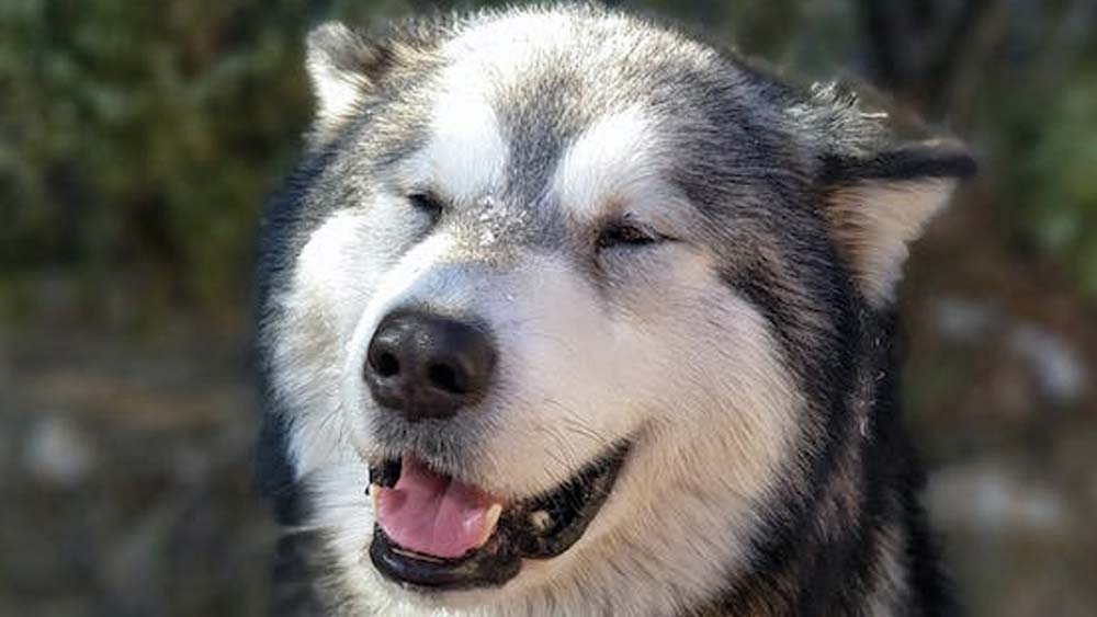 fat siberian husky smiling with closed eyes