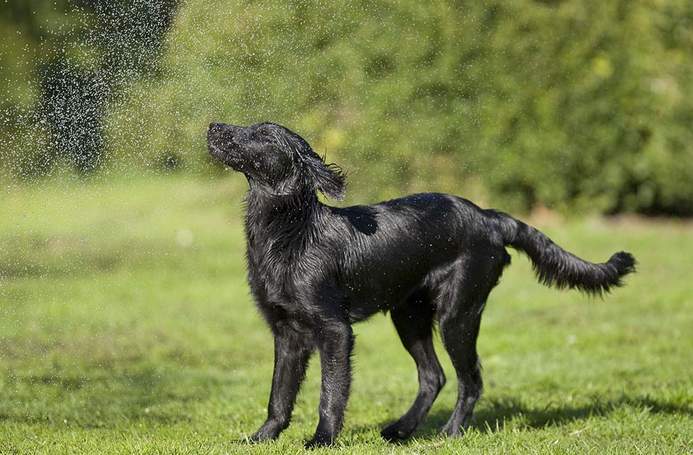 flat-coalet retriever having fun under water hose in grass and large field