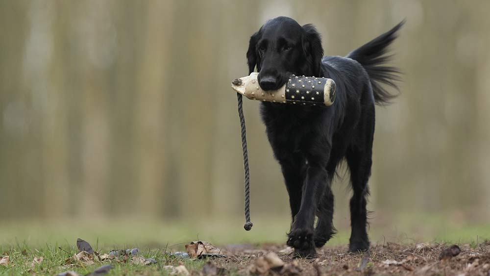 flat-coalet retriever with training object in mouth running in grass and fallen leavees