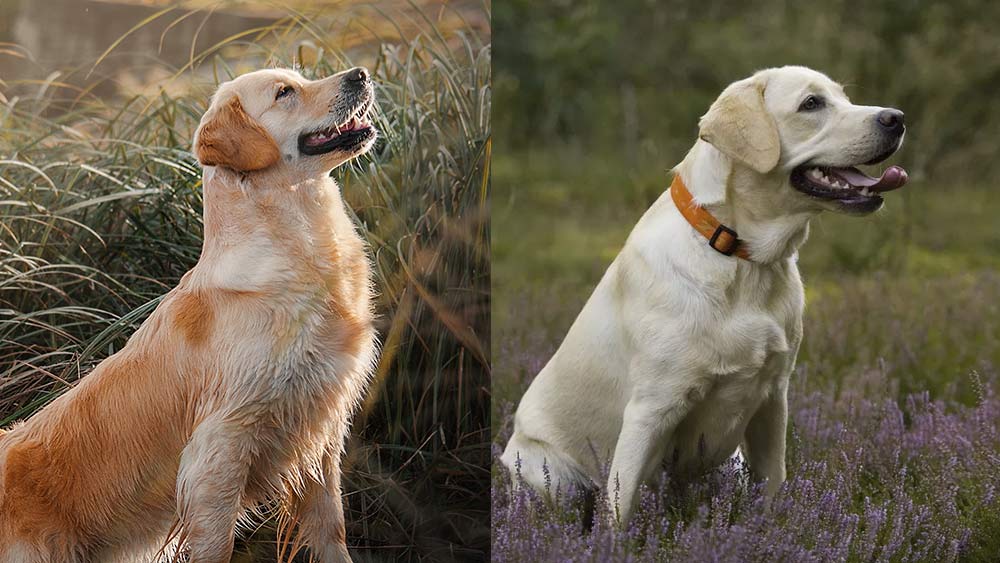 golden and labrador retriever comparison B