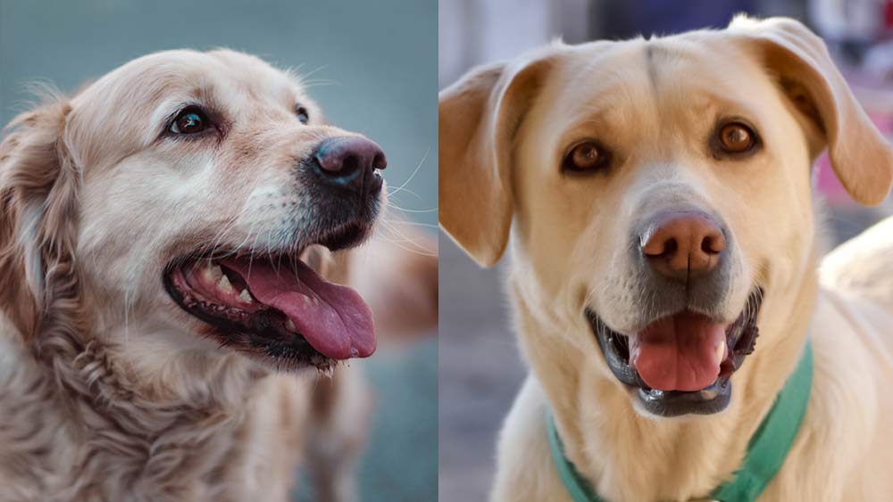 golden and Labrador retriever comparison D