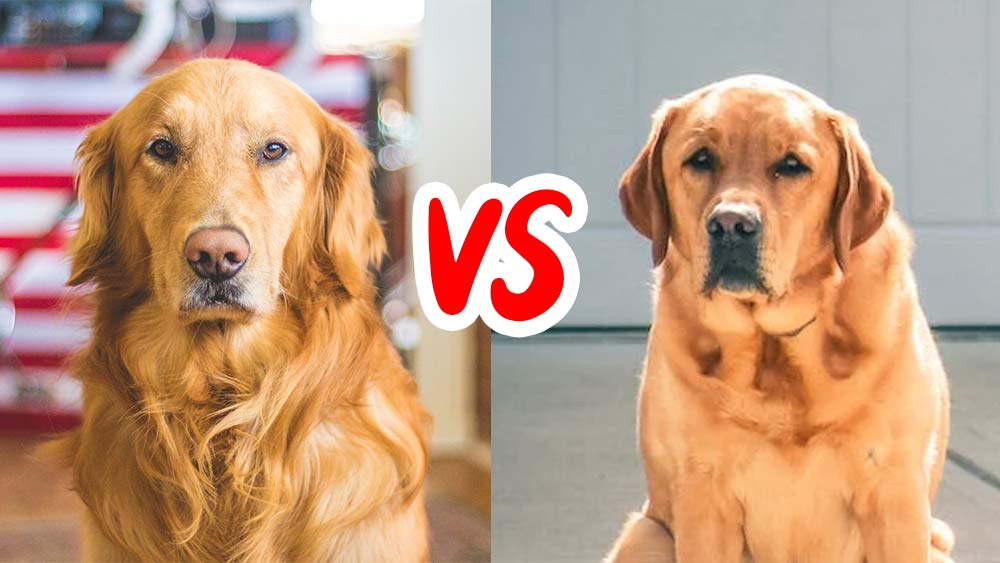 golden and labrador retriever comparison