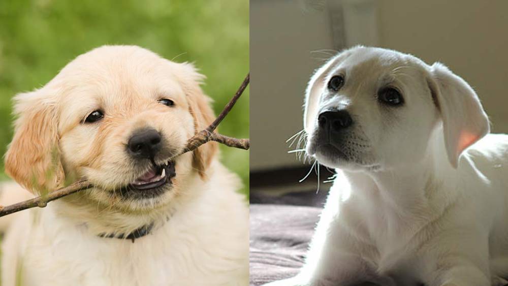 golden and Labrador retriever puppies comparison B
