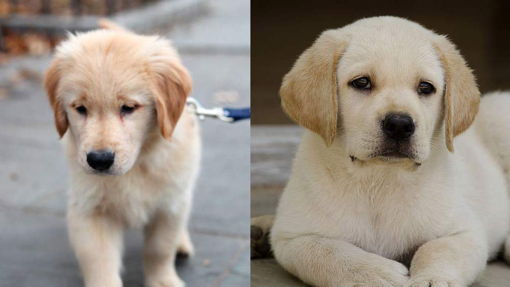golden and labrador retriever puppies comparison 
