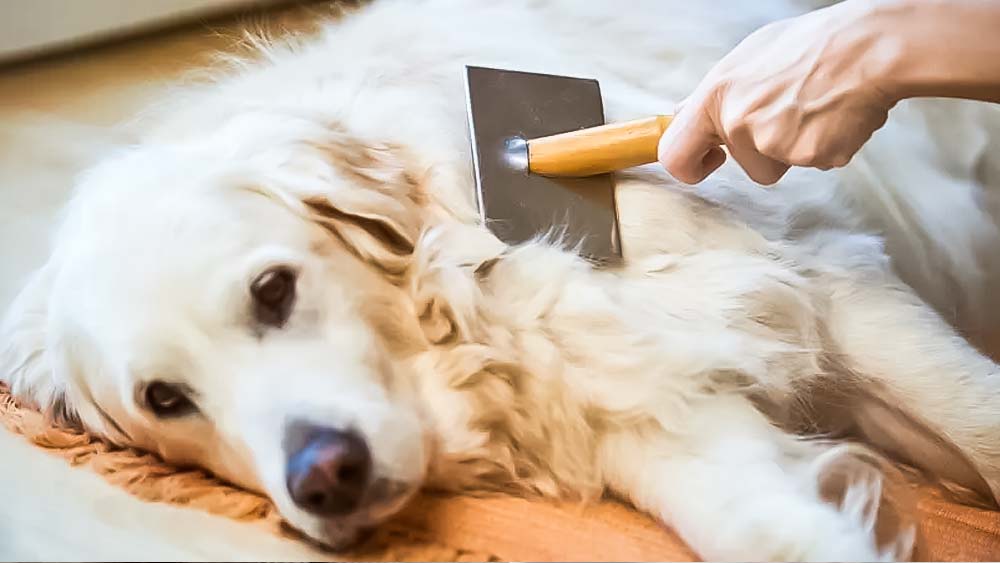 golden retriever fur being brished by woman hand