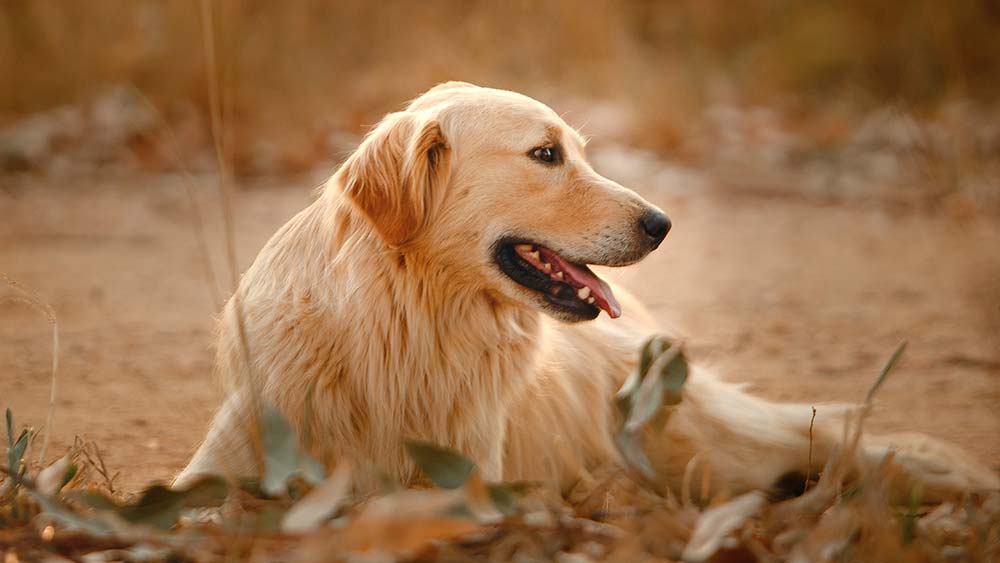 golden retriever laying in a field in autumn smiling
