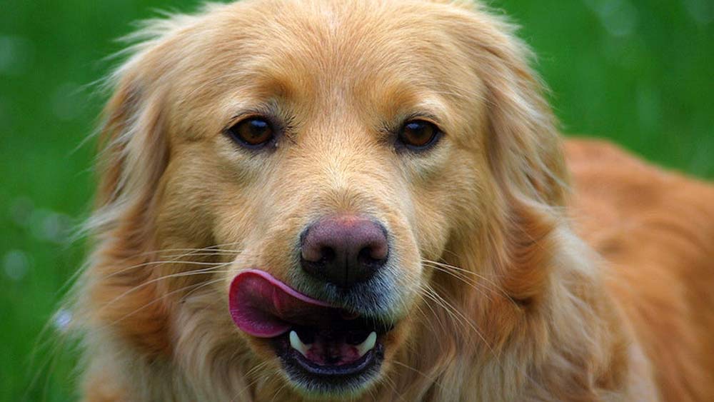 golden retriever licking his muzzle close up
