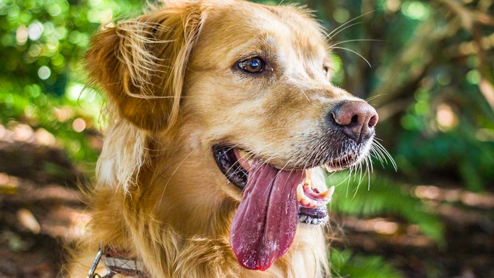 golden retriever panting with mouth open