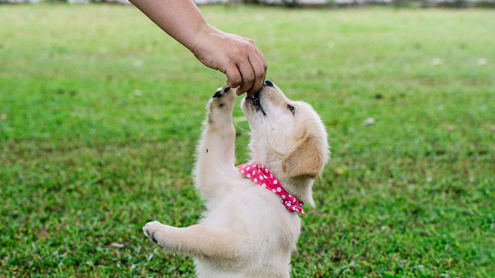 golden retriever puppy eating a pill in grass field wearing a red scarf