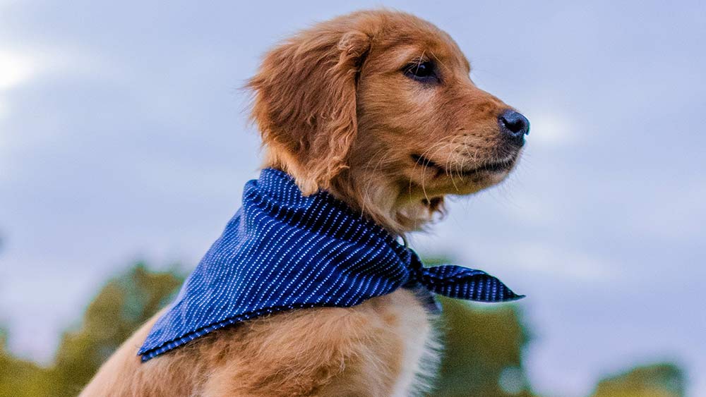 golden retriever puppy in blue cape
