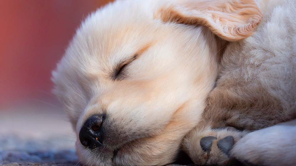 golden retriever puppy sleeping closeup