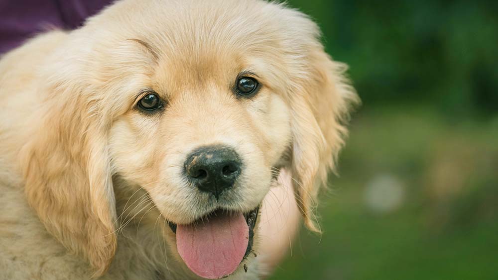 golden retriever puppy smiling with blurred background