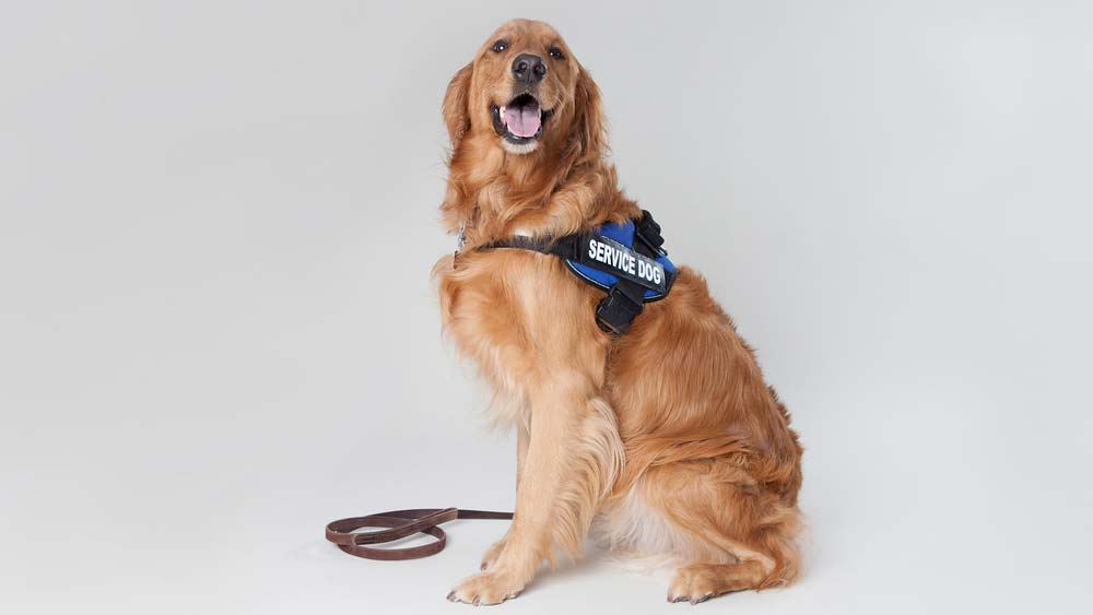 golden retriever service dog sitting and smiling