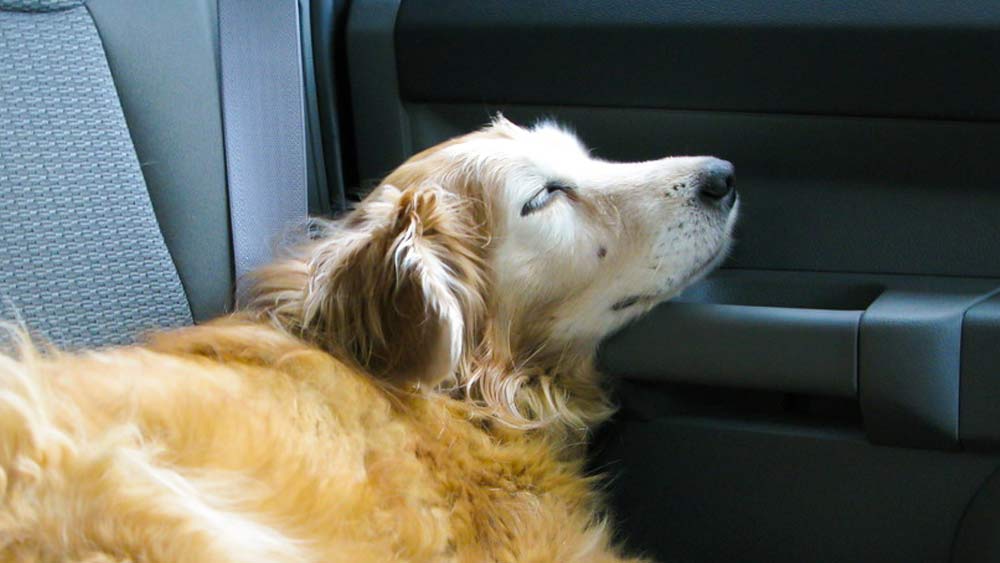 golden retriever sleeping in a car
