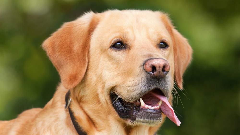 labrador retriever face is smiling with tongue out