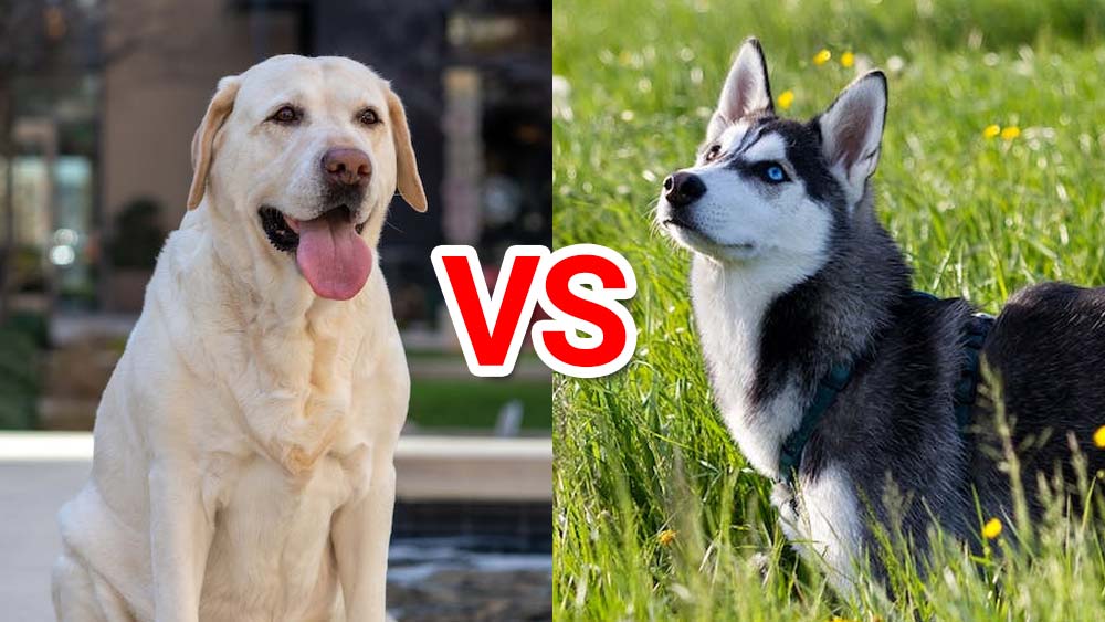 Labrador retriever vs Siberian husky