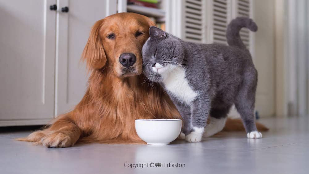 red golden retriever and grey cat together