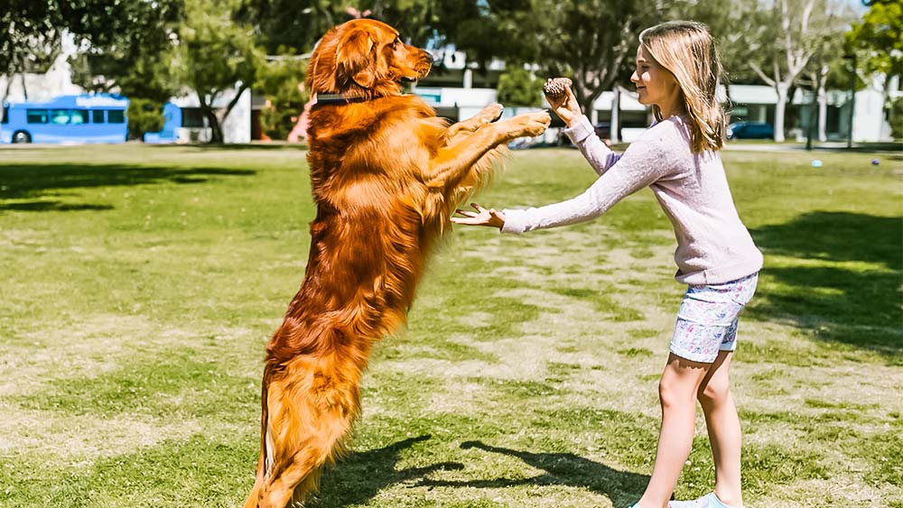 red golden retriever playing with little girl in dog park