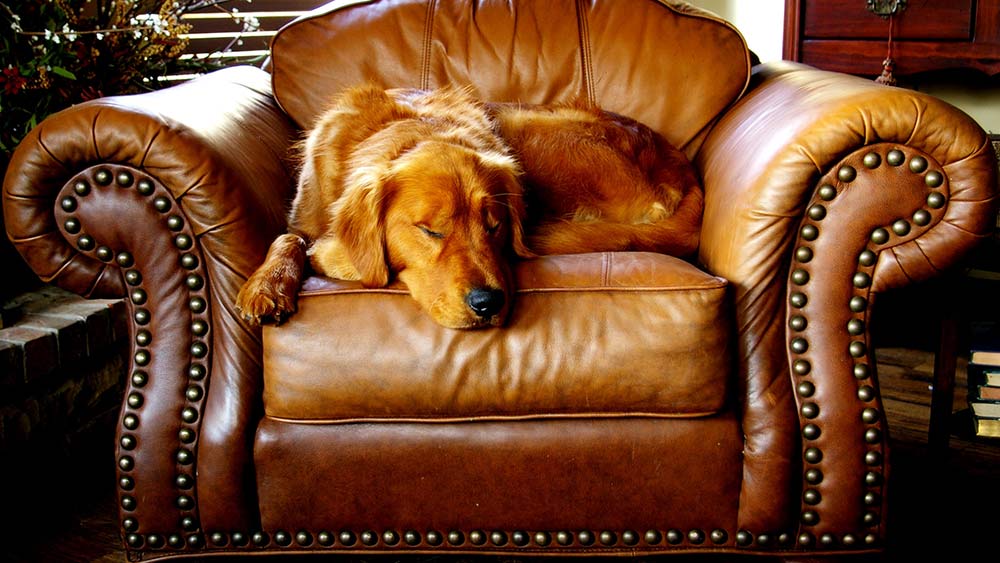 sleeping adult golden retriever in luxury sofa
