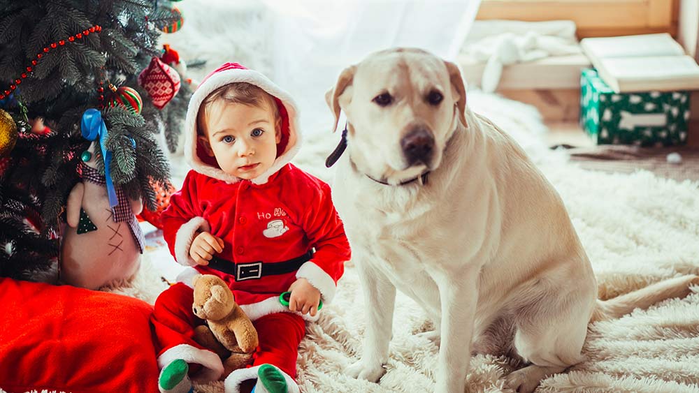 small-child-labrador-dog-sitting-near-christmas-tree