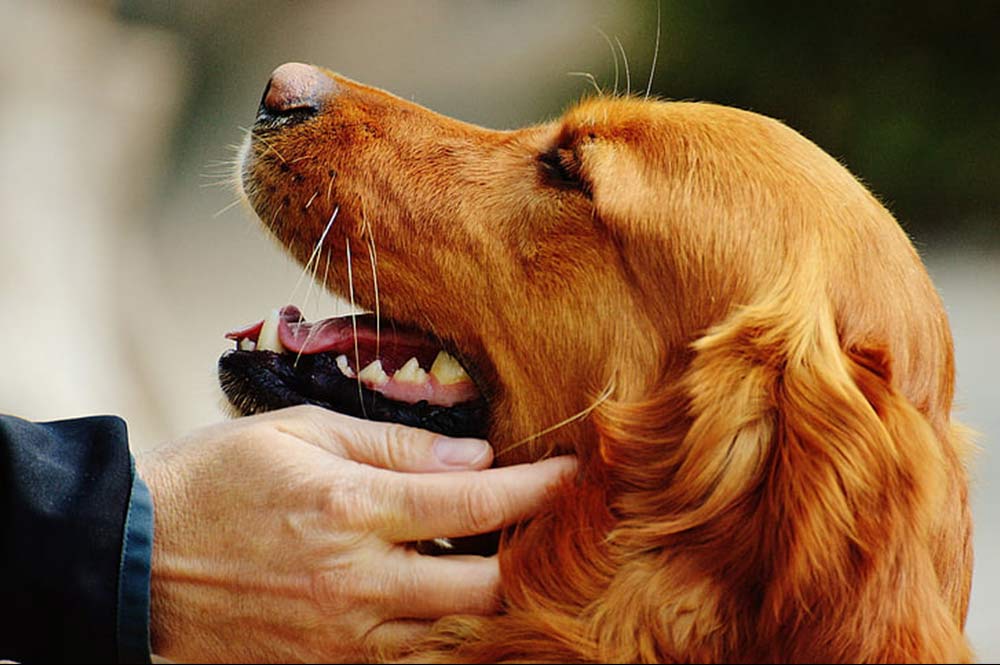 smiling golden retriever head petted by man