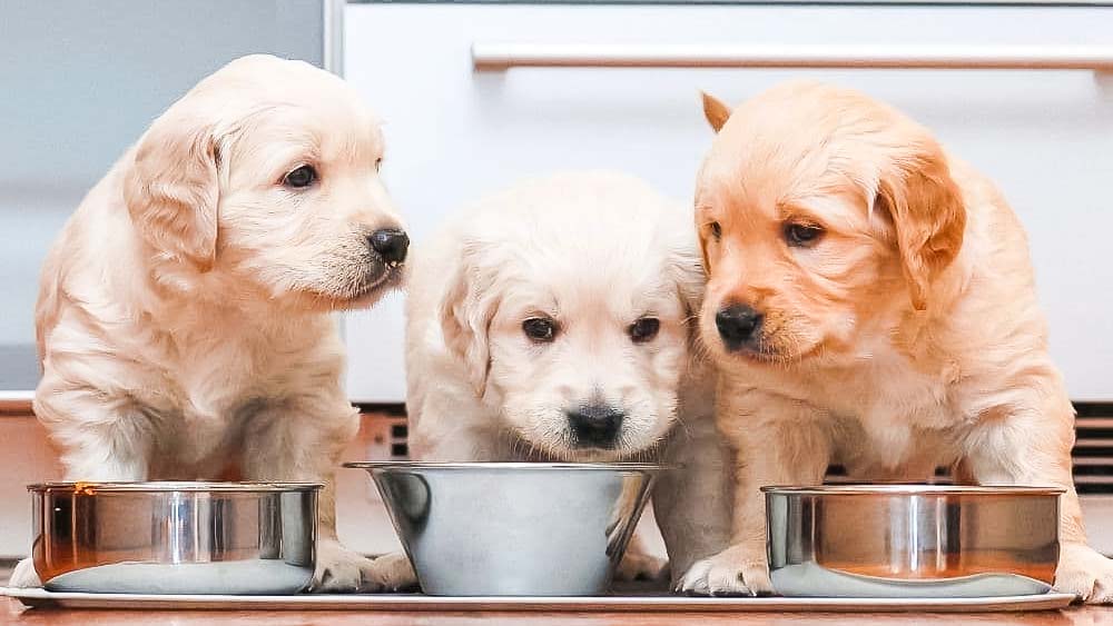 three golden retriever puppies eating from food bowls