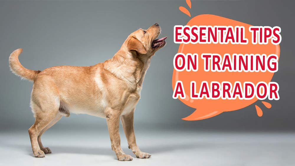 tips on training a labrador retriever