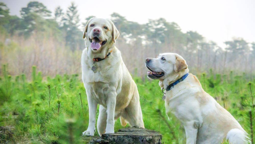 two adult labrador retrievers standing on a rock smiling