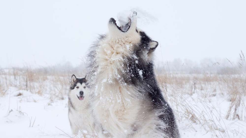 two siberian huskies in a field of snow playing
