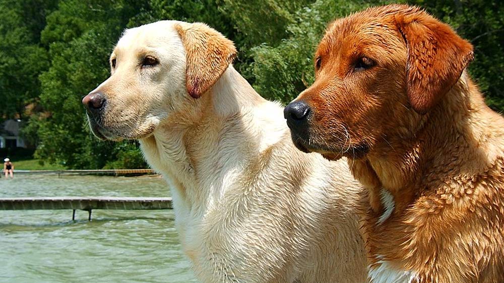 wet yellow and red labrador retrievers in a swimming pool