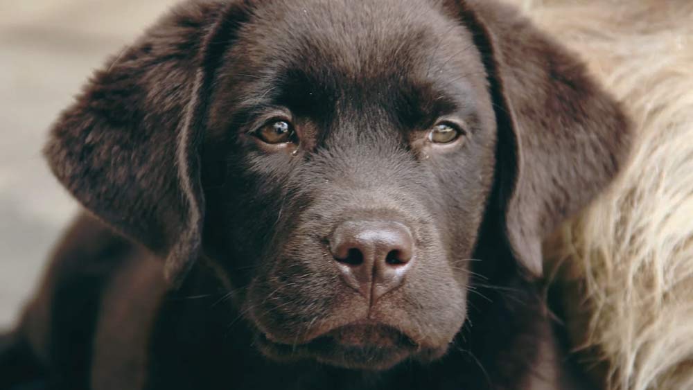 black Labrador puppy with googly eyes
