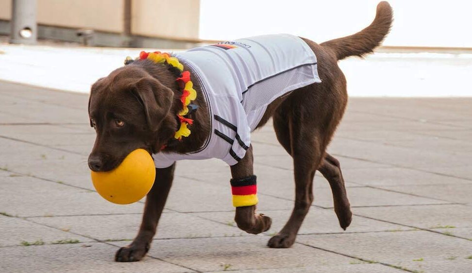 brown labrador carrying yellow ball in mouth