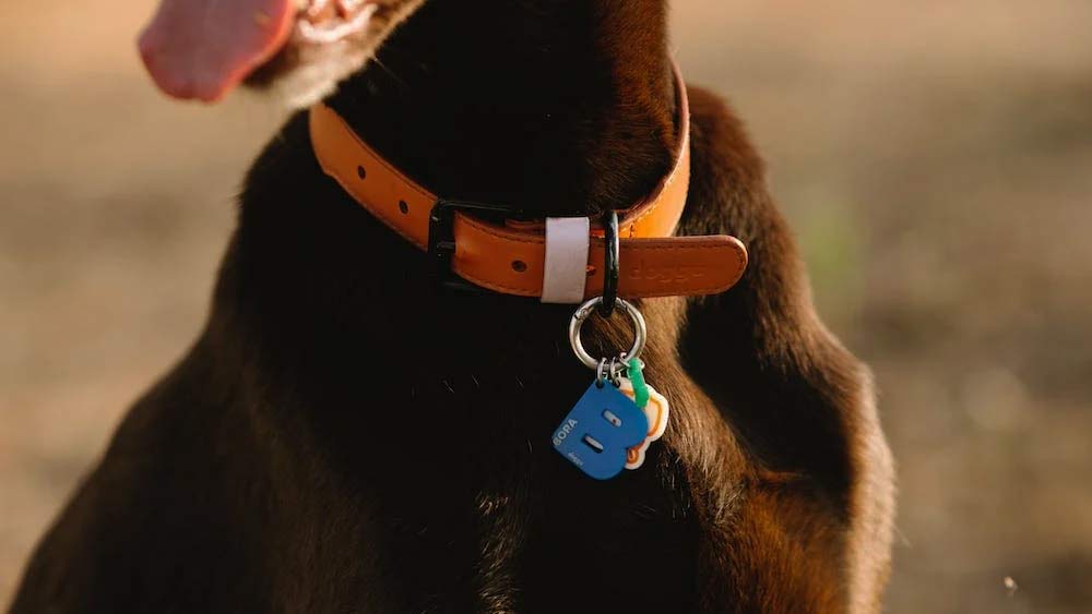 dog collar with id tag