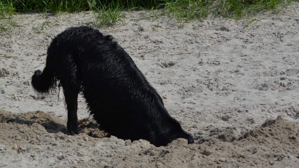 flat coated retriever digging in sand