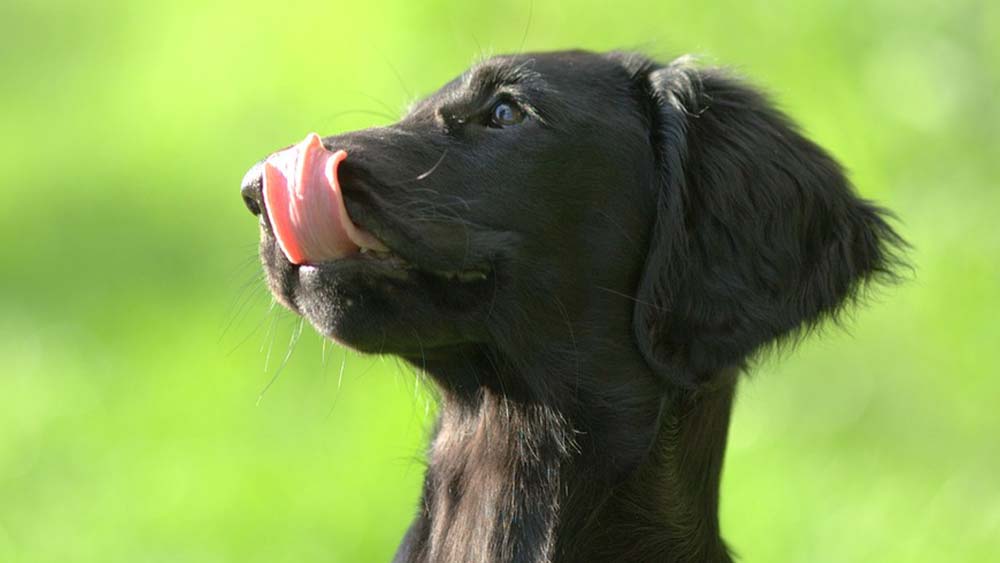 flat coated retriever with tongue licking nose