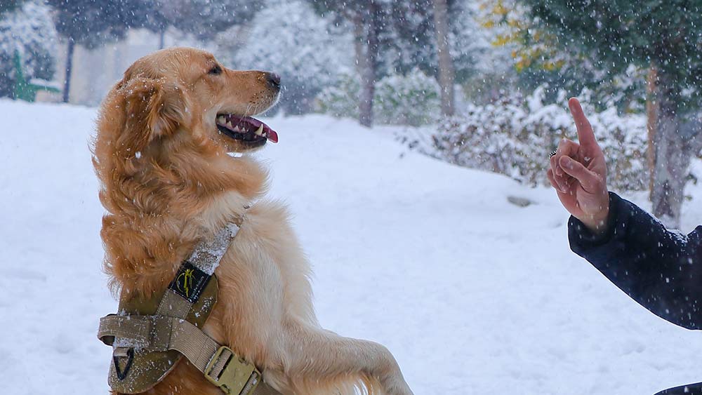 golden retriever obeying owner in snow training