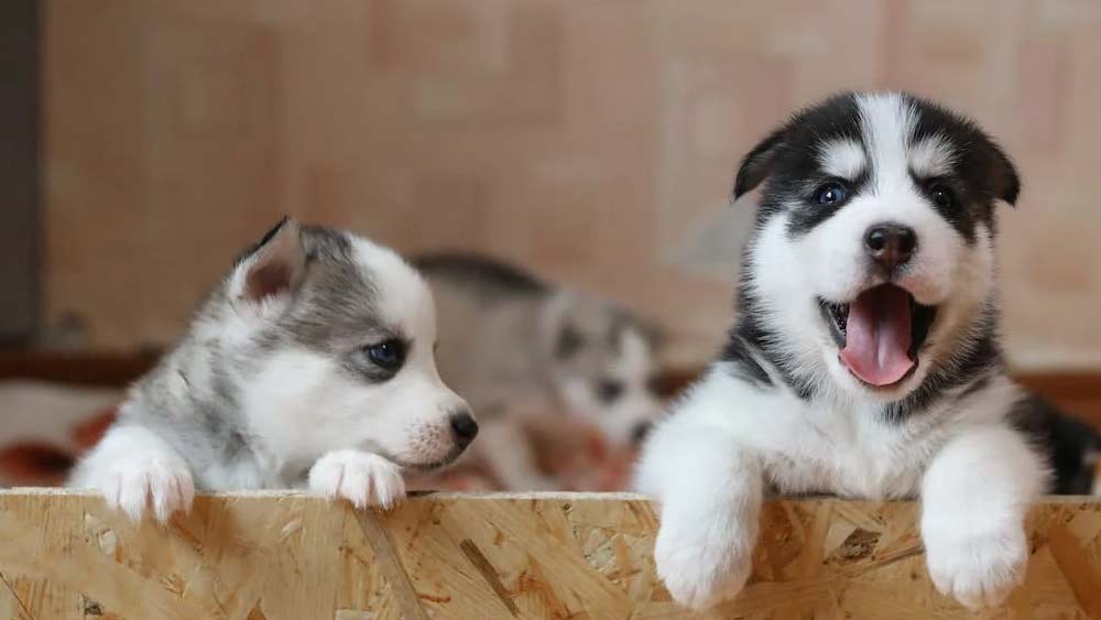 husky puppies in a crate