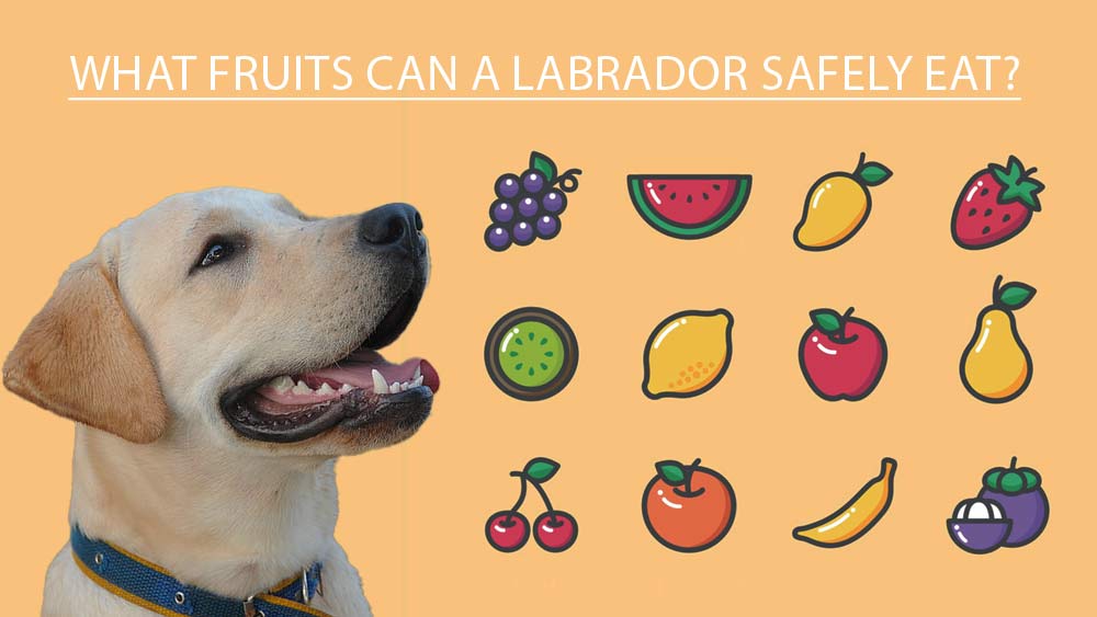 labrador and fruits
