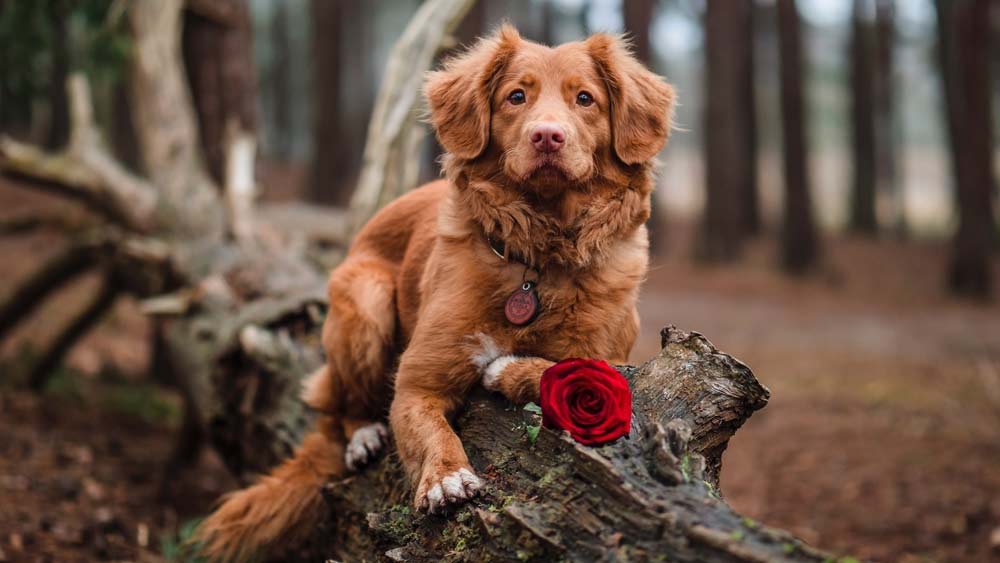 nova scotia duck tolling retriever with a red rose sitting in tree trunk