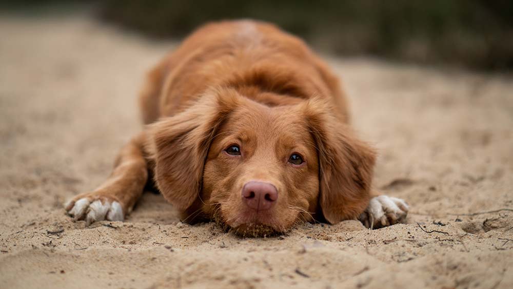 smiling nova scotia duck tolling retriever laying in sand ground