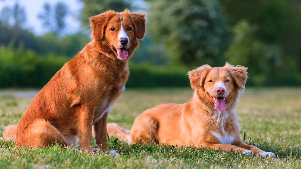 two toller retrievers in grass field panting and happy
